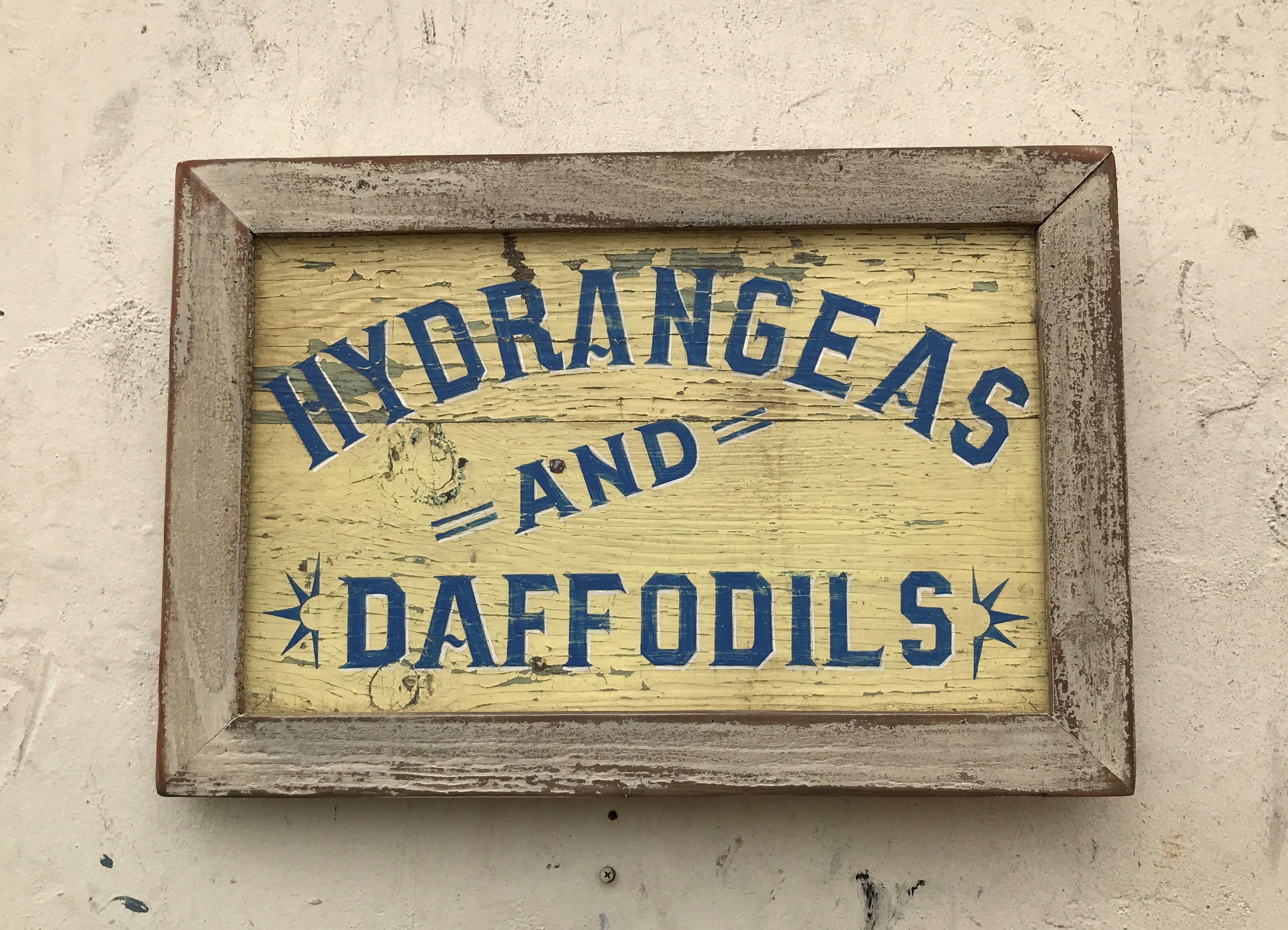 Hydrangeas and Dafodills