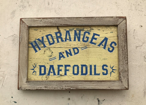 Hydrangeas and Dafodills